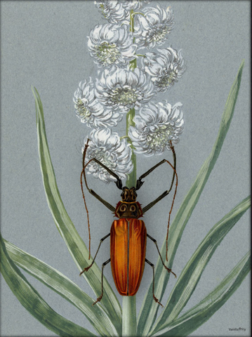 Poster Orange Beetleflower 30x40