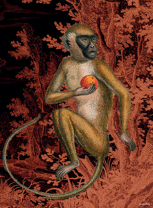 Poster Monkey Orange 30x40